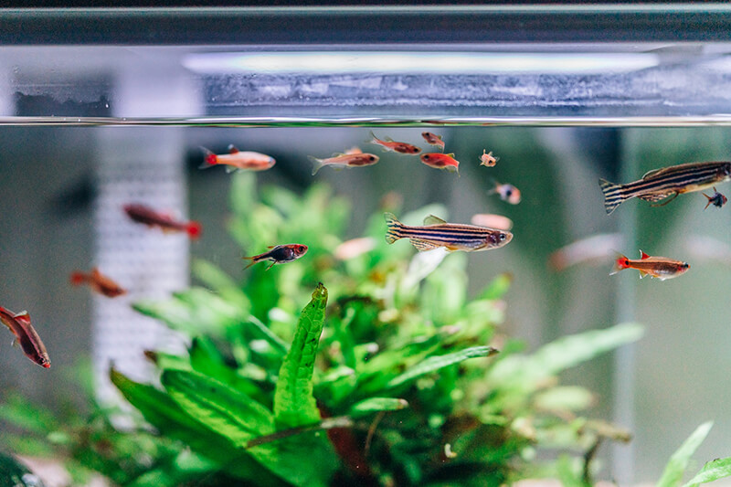Acrylic fish aquarium